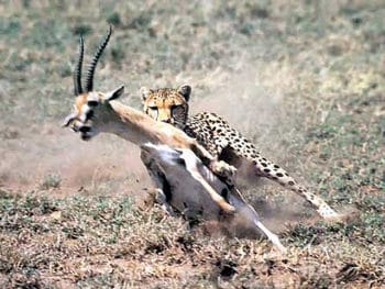 Будучи хорошим спринтером, гепард предпочитает охотиться на копытных: джейранов, антилоп, джейранов и зобных архаров