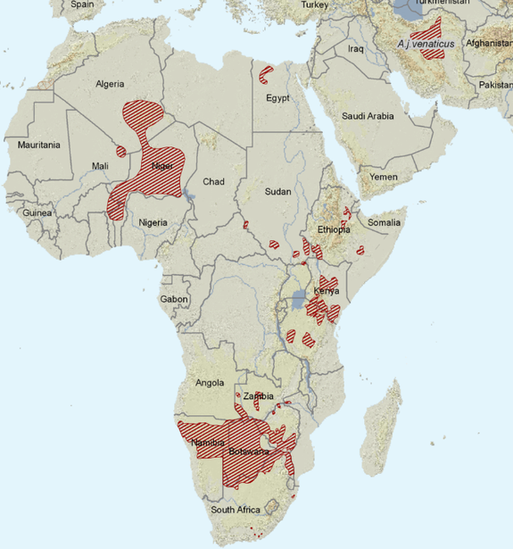 ареал обитания гепарда на карте