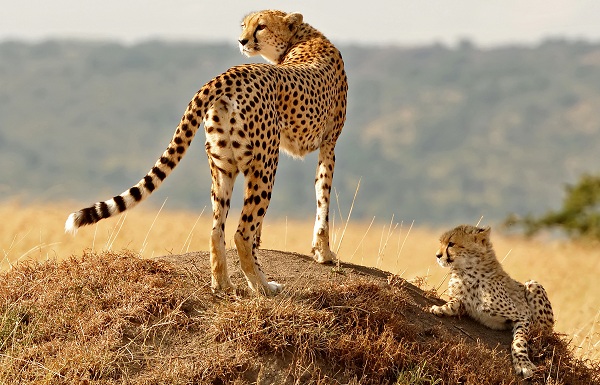 Гепард-животное-описание-характеристики-виды-образ жизни-и-среда обитания-гепарда-14