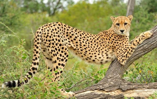Гепард-животное-описание-характеристики-виды-образ жизни-и-среда обитания-гепарда-3