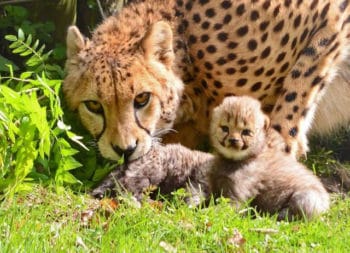 Самка гепарда переносит своих детенышей одного за другим на новое место