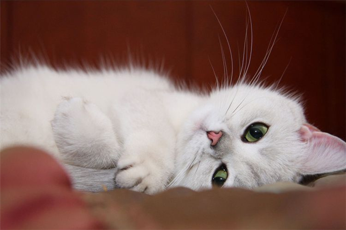 Котенок с зелеными глазами