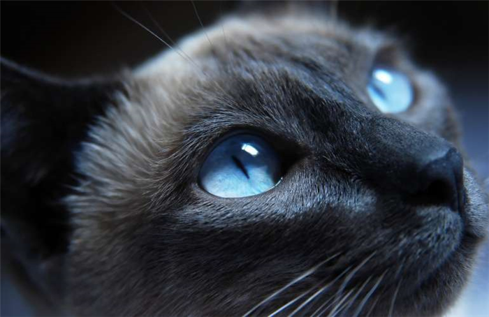 Глазные капли для кошек: виды и назначение
