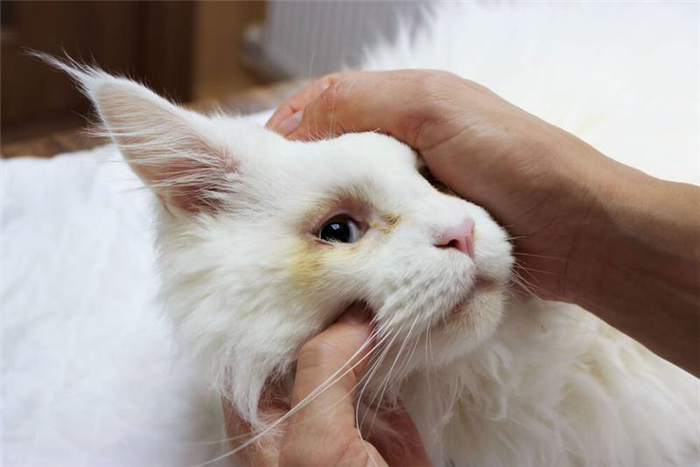 промывание глаз кошке может быть необходимо при заболеваниях глаз, сопровождающихся воспалением