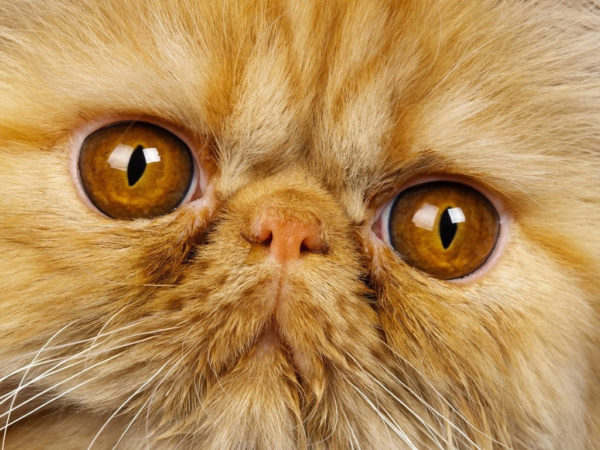 Персидские кошки нуждаются в особом офтальмологическом уходе