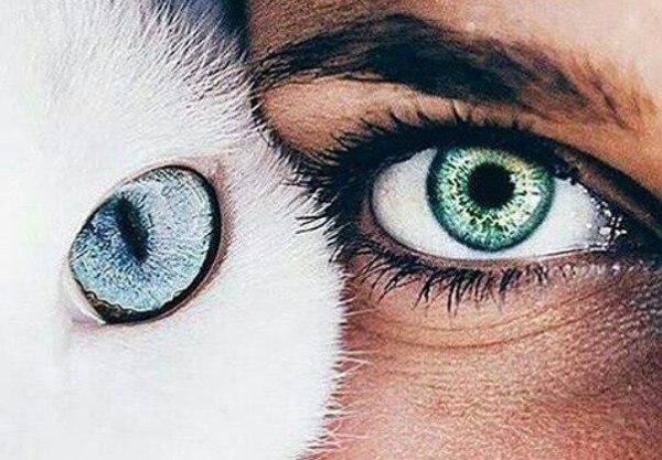 Из-за общего строения глаз манипуляции по уходу у человека и кошки практически идентичны
