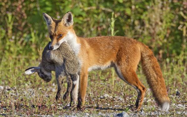 Что едят лисы