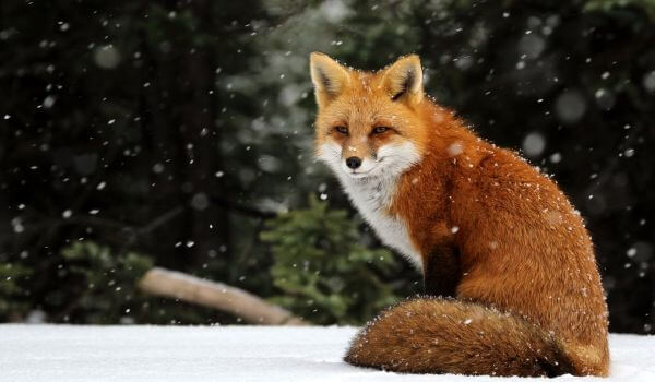 Фото: Животное обыкновенная лисица