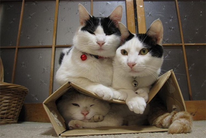 Кот в коробке прячется от котов