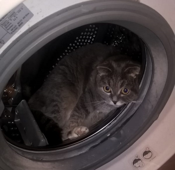 Котенок в стиральной машине