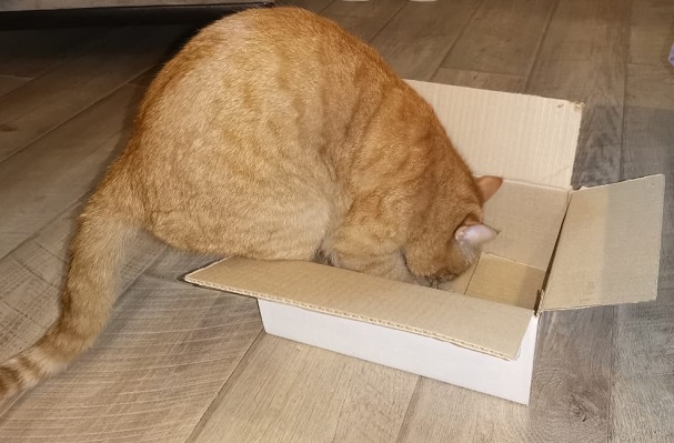 Кот забирается в коробку