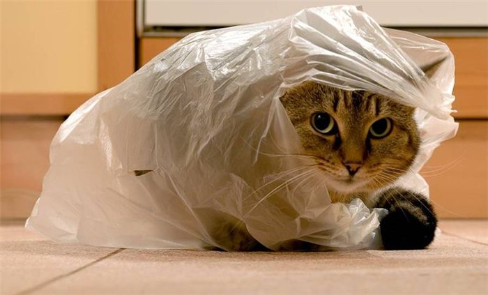 Кот забрался в мешок