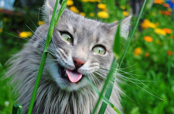 Можно ли давать валерьянку кошке: советы ветеринаров