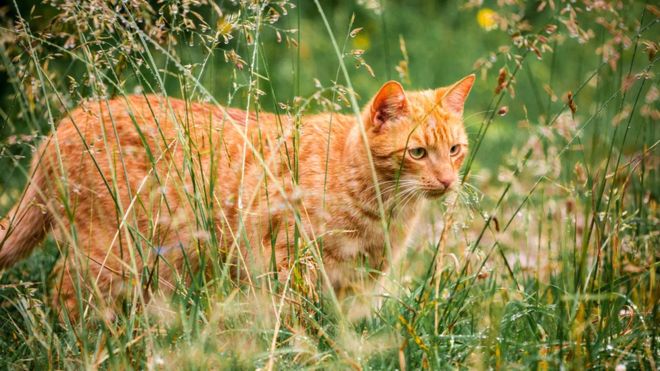 Можно ли давать валерьянку кошке: советы ветеринаров