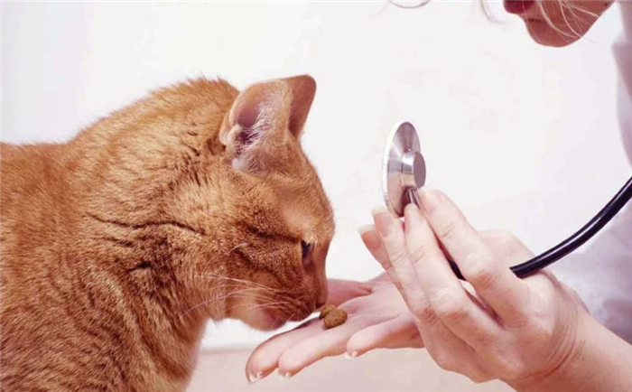 Лечение диареи у кошек