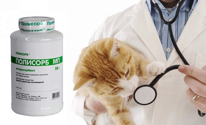 Препарат Полисорб для кошек – противопоказания