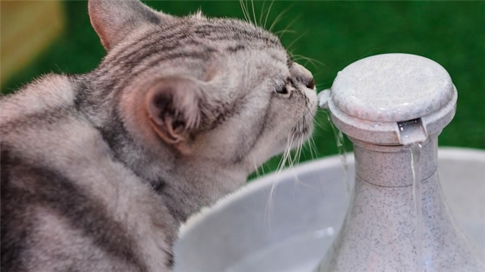 Фонтан — отличное решение для кошек, предпочитающих пить простую воду