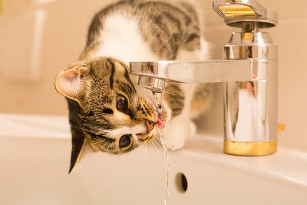 Сколько воды должна пить кошка прочитать статью