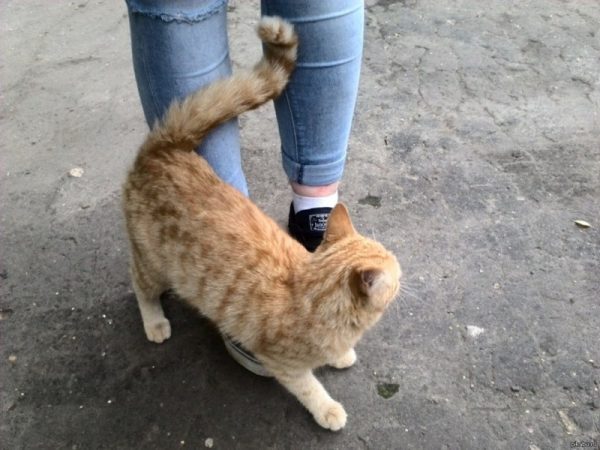 кошка трется о ноги
