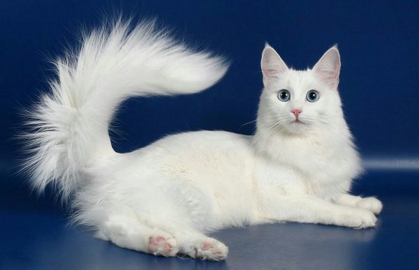 Белая ангорская кошка на голубом фоне